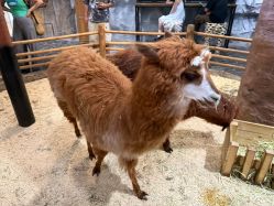 -Zoolung Zoolung动物主题公园(海信广场店)