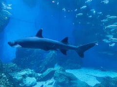 -海合安成都极地海洋公园