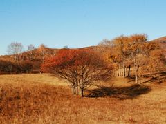 -乌兰布统景区-白桦林