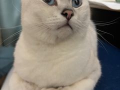 -创凡宠物医院·骨专科  猫科中心(西乡分院)