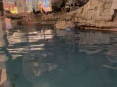 -帝企鹅自助餐厅•儿童岛•真企鹅(长隆企鹅酒店)