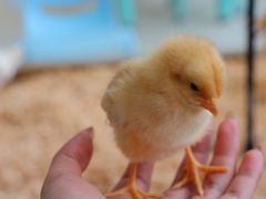 -怪兽屋·羊驼·猫咖·狗咖(俊华广场店)