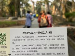 -瑞丽独树成林风景区