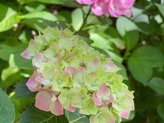 -上海滨江森林公园