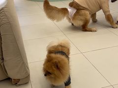 -怪兽屋·羊驼·猫咖·狗咖(俊华广场店)