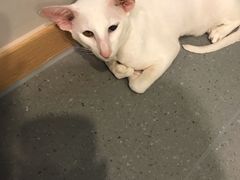-飞行喵MR PILOT|猫舍·猫咖(静安大融城店)