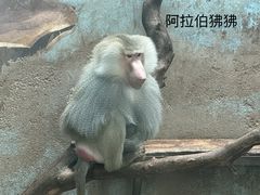 -青藏高原野生动物园
