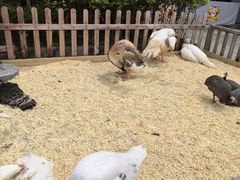 -广州长隆国际大马戏