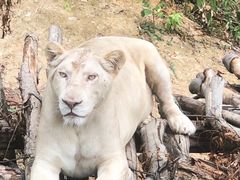-泉州海丝野生动物世界
