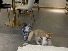 -飞行喵MR PILOT|猫舍·猫咖(静安大融城店)