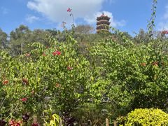 -深圳仙湖植物园