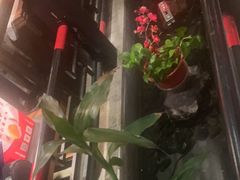 -红蜡烛-养生粥-津鲁菜(中山路店)