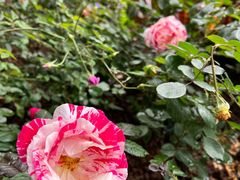 -人民公园(罗湖区)