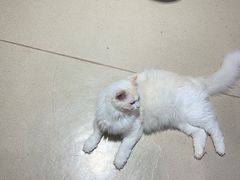 -藏猫猫咖啡主题馆(中央大道店)