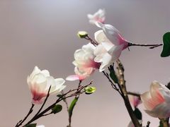 -桃梨花香(柳工颐华城店)