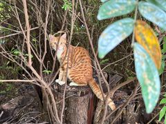 -华侨城湿地公园