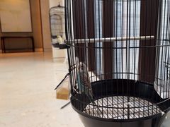 -上海崇明金茂凯悦酒店