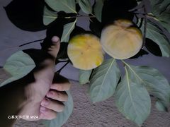 -额尔敦传统涮(体育场店)