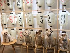 -柴迷FANS CLUB·柴犬狗咖·猫咖