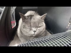 -瑞派宠物医院·24h·骨外科·皮肤科·全科宠物医疗转诊中心(沈阳浑南院)