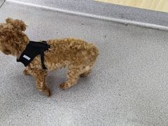 -瑞派宠物医院·犬猫全科·猫友好(宾水西道店)