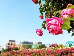 -高东镇樱花园