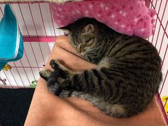 -瑞派福兴宠物医院犬猫全科·骨科·中西医结合(河东店)