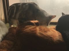 -猫猫幼稚园·撸猫·桌游·电玩