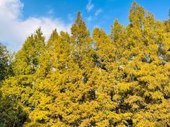 -上海共青森林公园