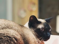 -藏猫猫咖啡主题馆(中央大道店)