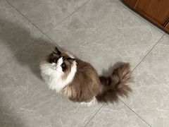 -FAELING PETS美天灵宠物(富力广场店)