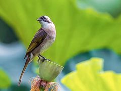 -四川大学(华西校区)