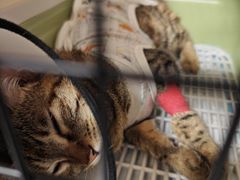 -伟伟宠物医院·CT影像中心·瑞派犬猫综合性门诊(汉口总院)