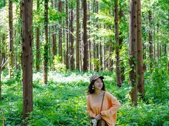 -黄海国家森林公园