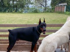 -趣多多宠物公园·宠物训犬学校·宠物寄养