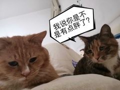 -米苏动物医院·犬猫专科·骨科外科内窥镜