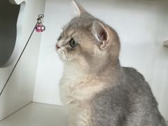 -东方名猫馆·英短金渐层布偶猫舍(环线广场1号楼店)