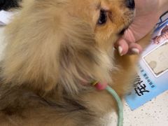 -佳雯宠物医院·皮肤科·内外科(春晓路分院)