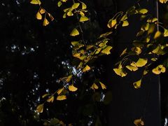 -南岳衡山风景名胜区-南岳大庙