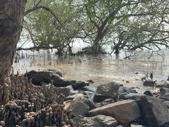 -宝安西湾红树林湿地公园