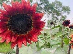 -花开海上生态园