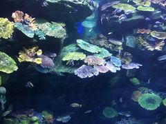 -暹罗海洋世界