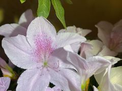 -花鸟鱼虫鲜花绿植市场(玉泉路店)