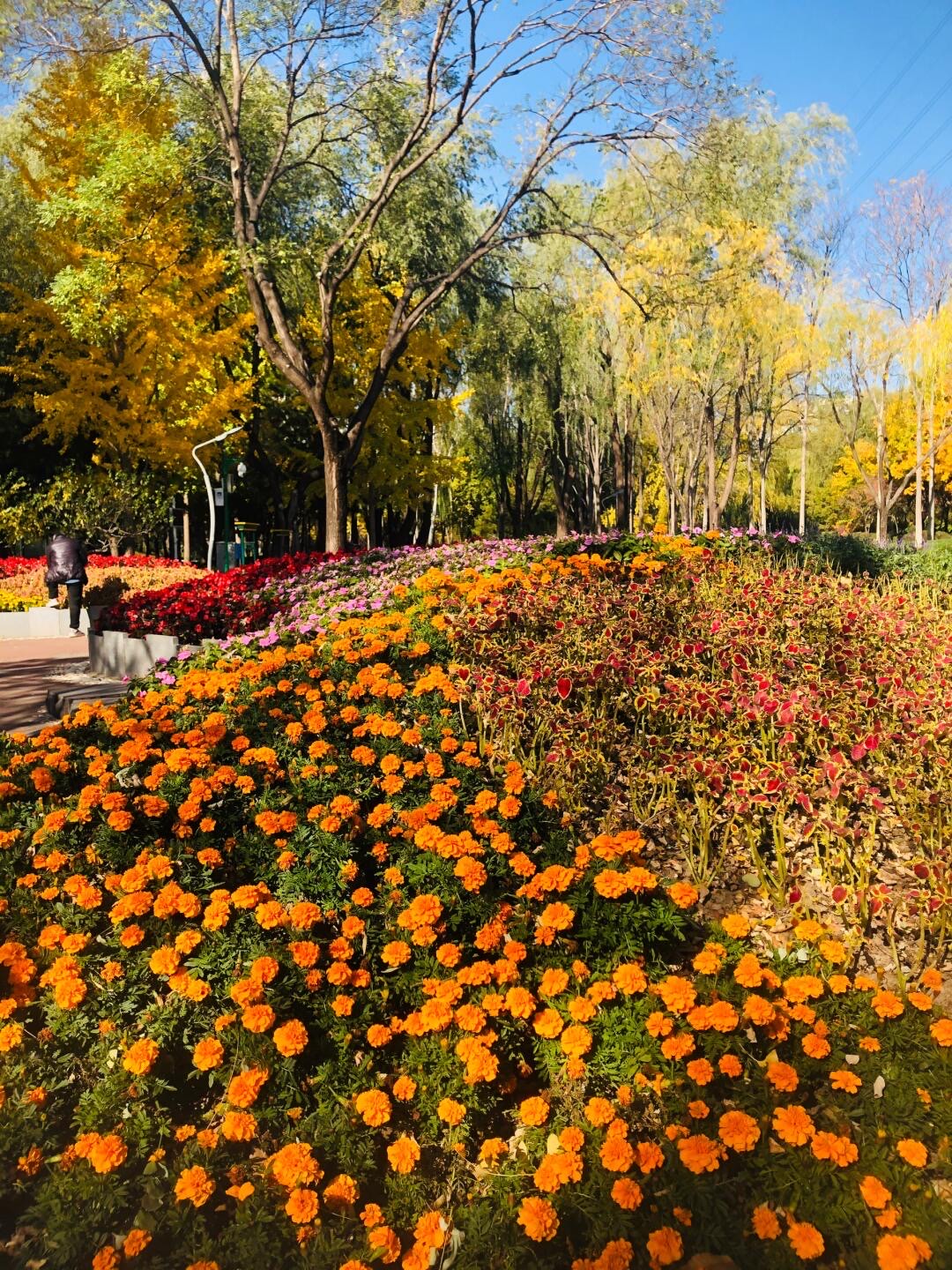 大妈在公园做壁纸图片