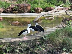 -新加坡飞禽公园