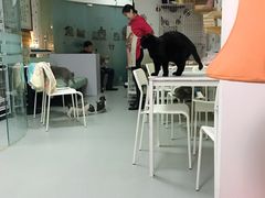 -我爱猫咪·猫咖·狗咖·安哥拉兔·羊驼咖(小寨华旗店)
