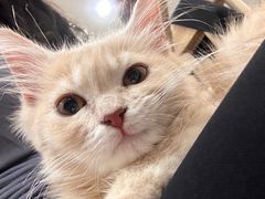 -楼上猫咖(罗湖店)
