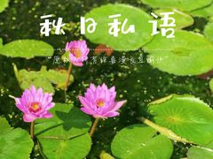 -西湖游船