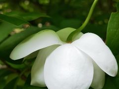 -大连天门山国家森林公园