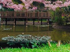 -深圳国际园林花卉博览园